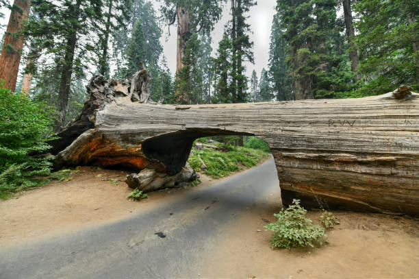 istock Tunnel Log Tree - Sequoia National Park 1293391647