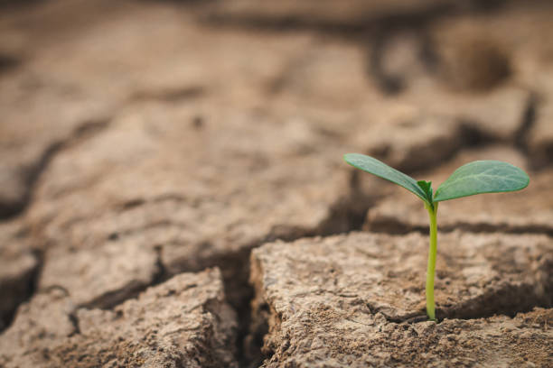 istock Growth of trees in drought crisis, Living with tree drought. 1293392817