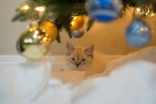 istock Siberian Forrest Kitten enjoying Christmas 1293393591