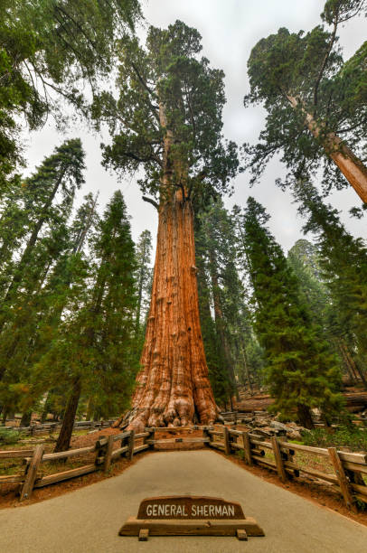 istock General Sherman - Sequoia National Park 1293394266