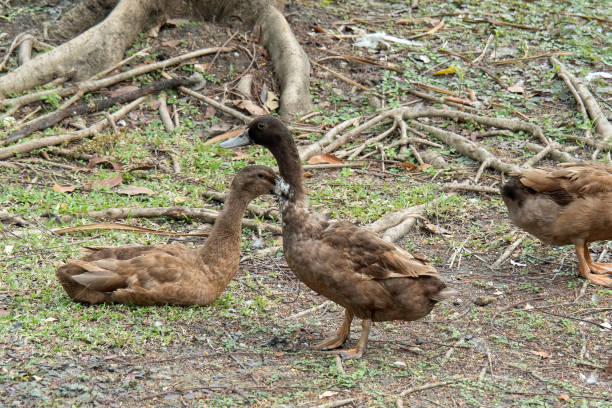 istock Close-up Group of Brown Ducks are Standing on The Ground 1293396287