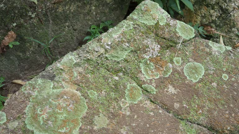 Lichen on rock