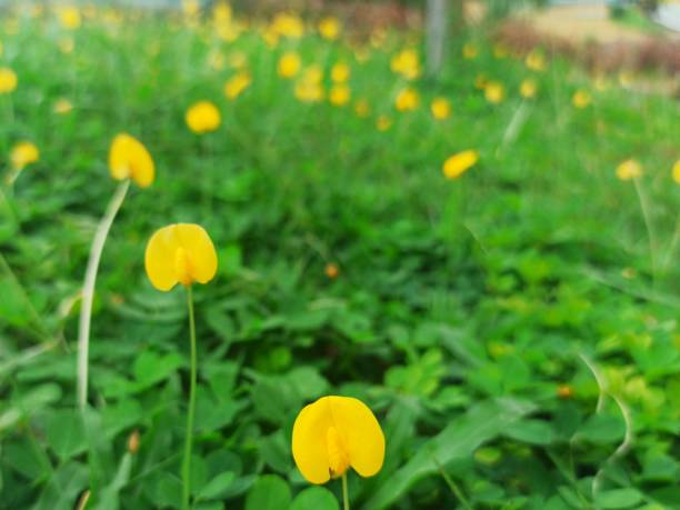 istock Single Yellow Petal Flowers 1293399640