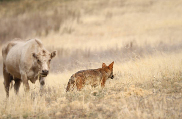 coyote (canis latrans) verlockendes schicksal, als es vor einer neugierigen cremefarbenen rinderkuh geht. - carnivore stock-fotos und bilder