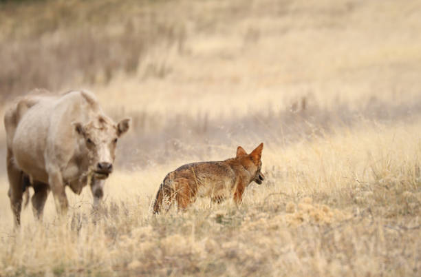 coyote (canis latrans) destino allettante mentre cammina di fronte a una curiosa mucca di manzo color crema. - carnivore foto e immagini stock