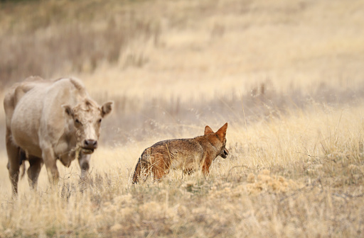 Domestic cow encountering a wild coyote in Southern California (Santa Ysabel Open Space Preserve East, San Diego County, California, USA)