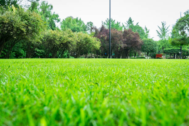 istock Green grass in the park 1293400349