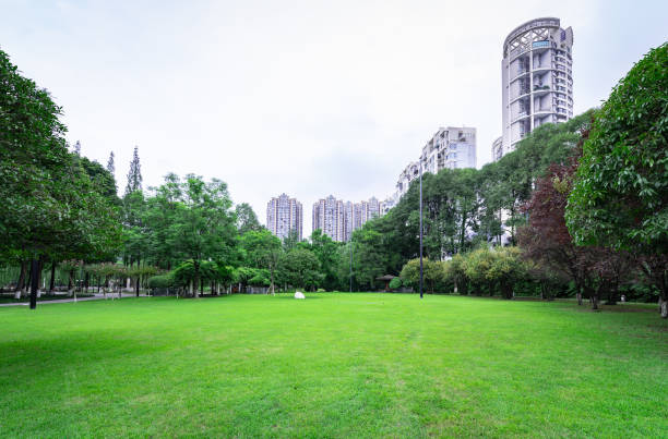 istock Green grass in the park 1293400350