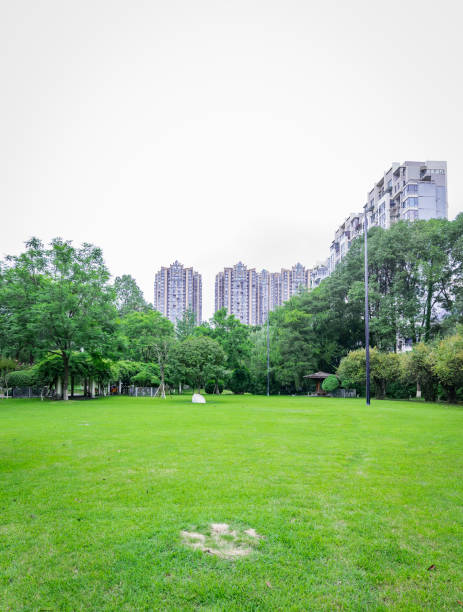 istock Green grass in the park 1293400376