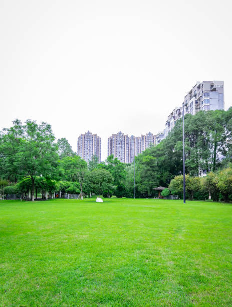 istock Green grass in the park 1293400393