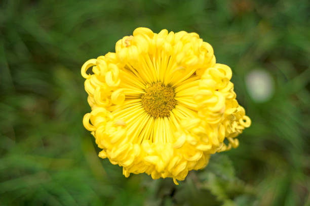 Chrysanthemum blooming in autumn