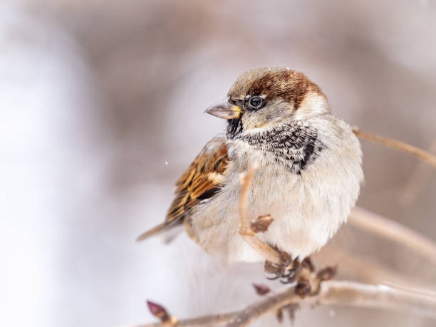 istock Sparrow sits on a branch without leaves. 1293401368