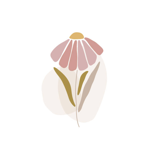 ilustrações, clipart, desenhos animados e ícones de silhueta daisy. a ilustração do vetor plano marguerita isolou o fundo branco. - single flower flower marguerite white background
