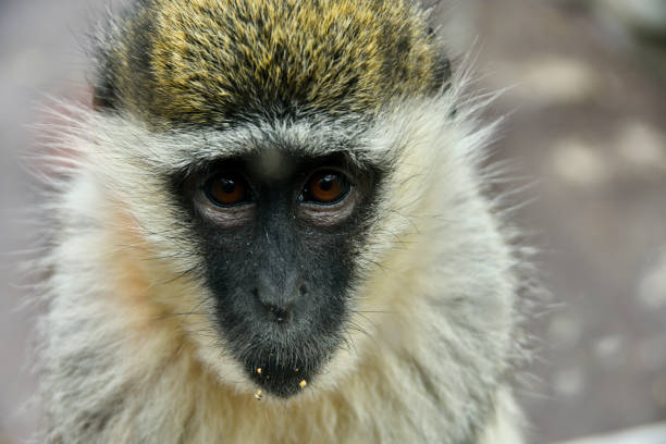 istock Close-up photo of monkey face 1293404239