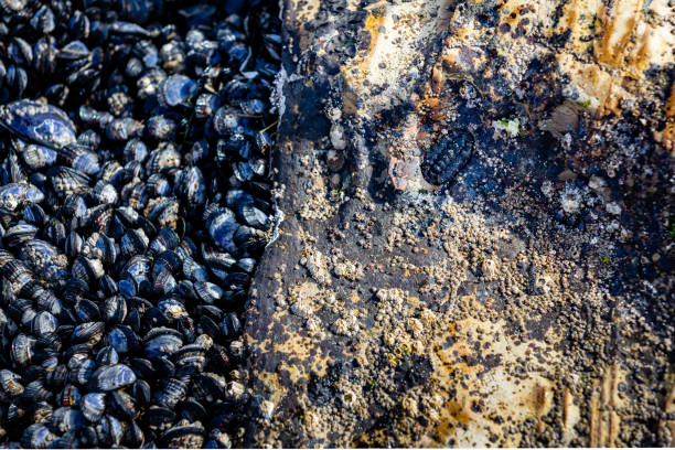 istock Chiton Fosile and Musels 1293407156