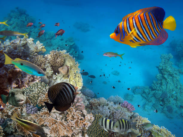 istock Coral Reef and Tropical Fish. Red Sea 1293408507