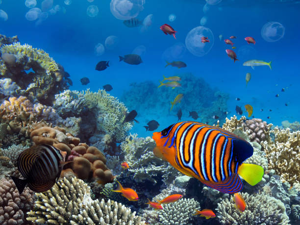 istock Coral Reef and Tropical Fish. Red Sea 1293408567