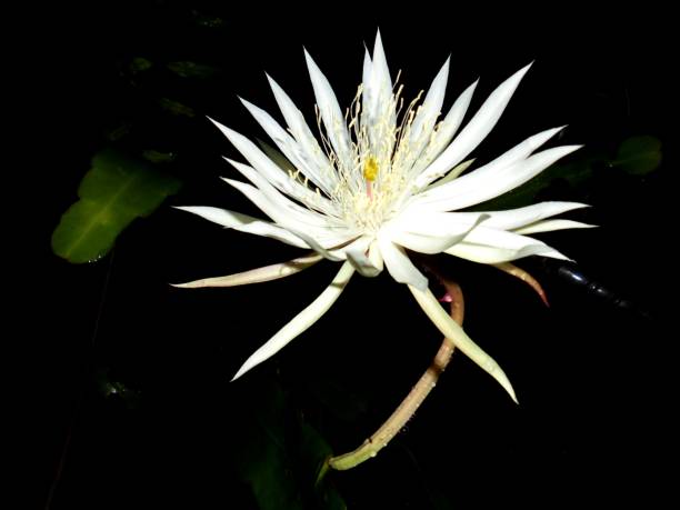 istock Wijayakusuma flower 1293408696