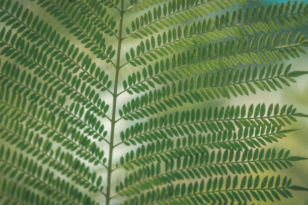 natural texture one green leaf of a fern closeup in light day
