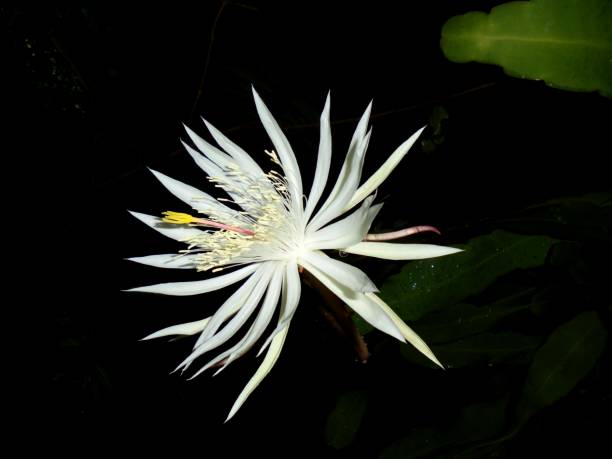 istock Wijayakusuma flower 1293409697