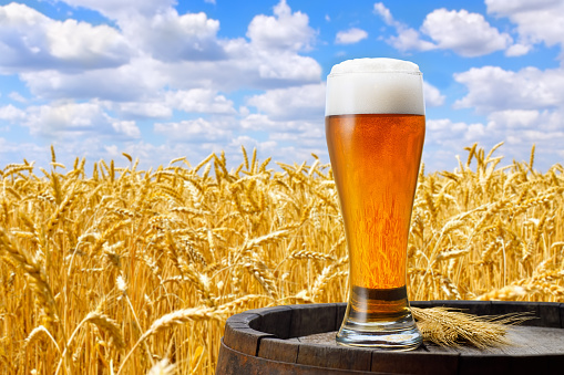 glass of light beer on wooden barrel against wheat field