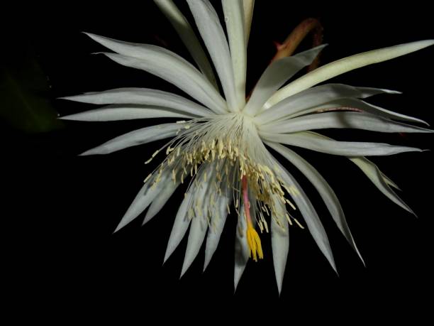 istock Wijayakusuma flower 1293410510