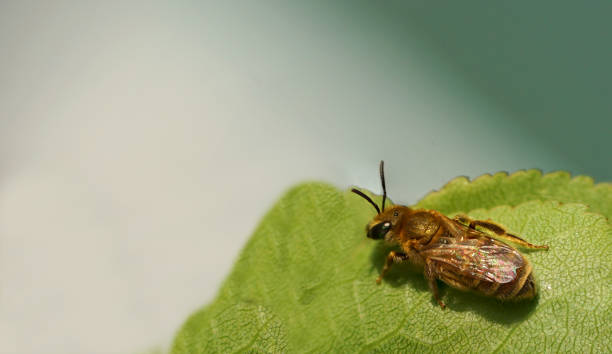 istock Close up of a wild bee 1293411467