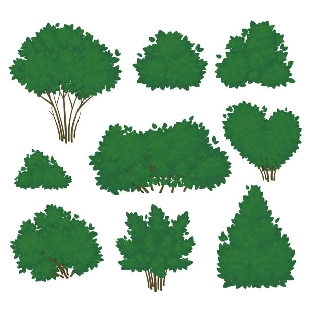 ilustraciones, imágenes clip art, dibujos animados e iconos de stock de conjunto de arbustos con exuberante follaje verde en varias formas aislados sobre un fondo blanco. icono de verano. ilustración vectorial. - arbusto
