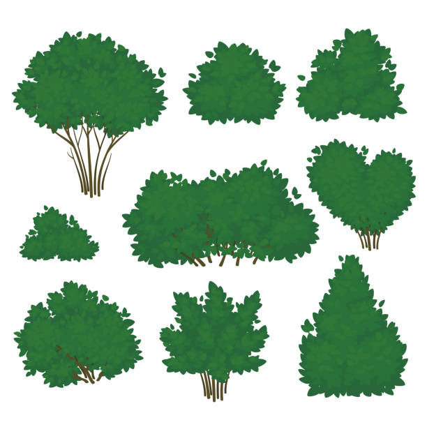 ilustrações, clipart, desenhos animados e ícones de conjunto de arbustos com folhagens verdes exuberantes em várias formas isoladas em um fundo branco. ícone de verão. ilustração vetorial. - arbusto