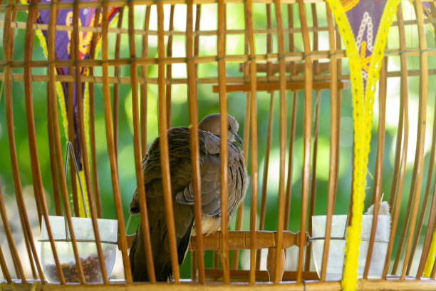 istock The beautiful traditional birdcages for zebra dove 1293412914