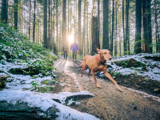 snowy winter walk, vizsla hund läuft vor jungem paar - snow dog walking running stock-fotos und bilder