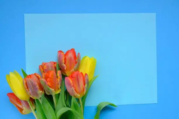 tulips flowers.Floral card with tulips.Red and yellow tulips bouquet close-up on a bright light blue background.copy space.International Women's Day, Mother's Day.Spring flowers background. Blank card