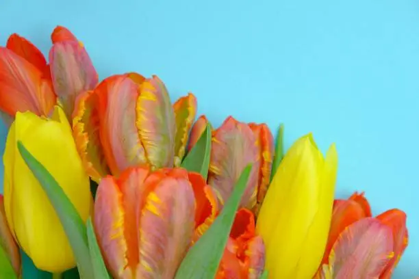 tulips flowers.Floral card with tulips.Red and yellow tulips bouquet on a bright light blue background.copy space.International Women's Day, Mother's Day.Spring flowers background. Blank card