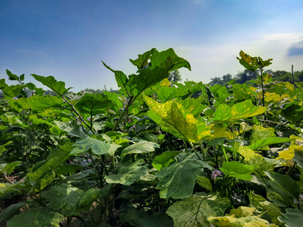 istock newly grown eggplant plantations 1293415419