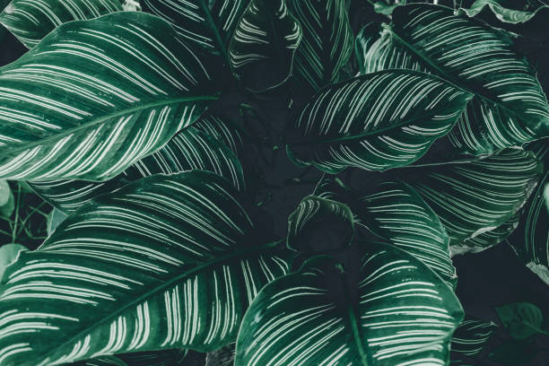 istock Tropical leaves, nature background 1293416602