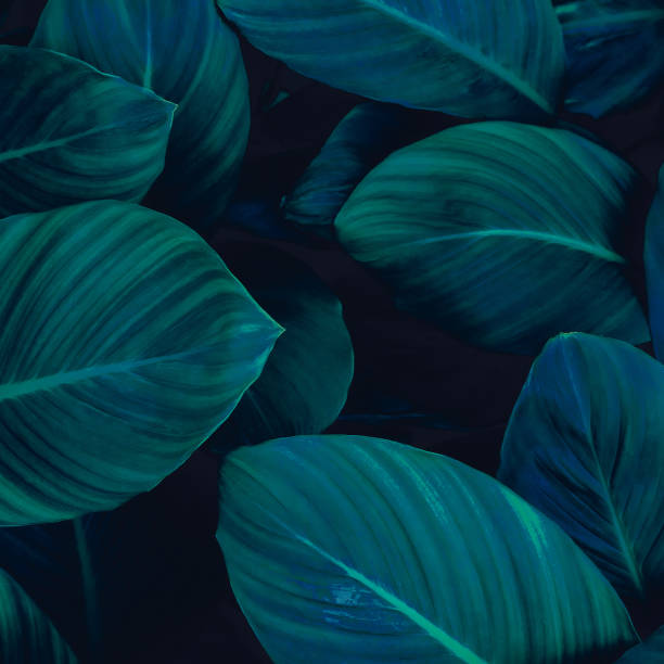 istock Tropical leaves, nature background 1293416611