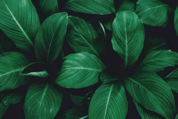 istock Tropical leaves, nature background 1293416661