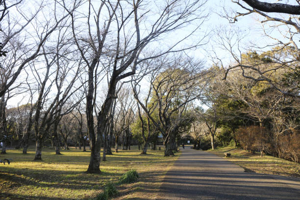 istock travel in Japan 1293421160