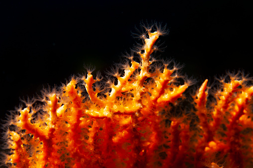 Sea life  Orange Gorgonian coral from scuba diver point of view