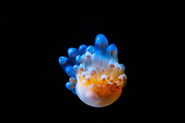 vida marinha nudibranch beleza subaquática ponto de vista mergulhador - nudibranch - fotografias e filmes do acervo