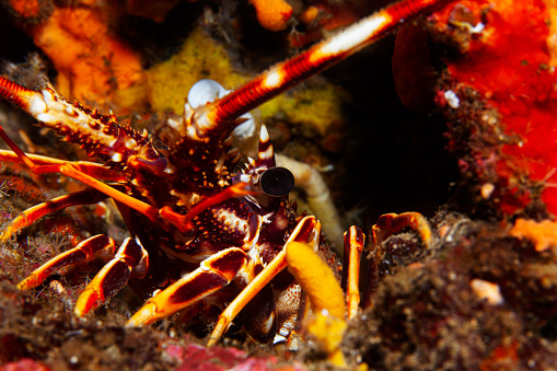 Lobster Sea life Underwater Scuba diver point of view Mediterranean sea
