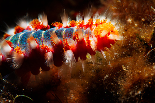 Fire worm underwater Sea life  Scuba diver point of view