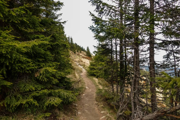 istock narrow path through pine trees in the mountains 1293423368