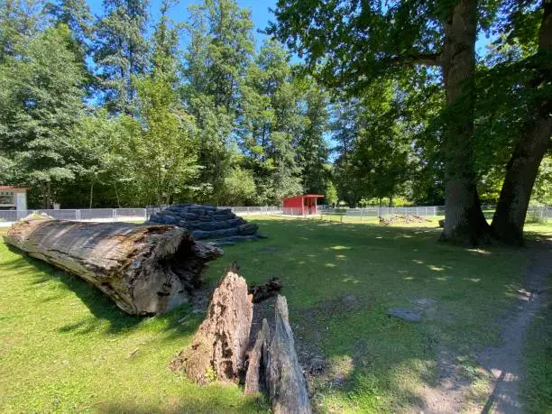 Photo of Landscape of the Park and trees on the island of flowers (Flower Island on the Lake Constance or Die Blumeninsel im Bodensee) - Constance, Germany or Konstanz, Deutschland