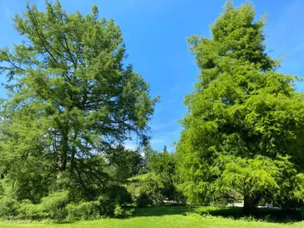 Photo of Landscape of the Park and trees on the island of flowers (Flower Island on the Lake Constance or Die Blumeninsel im Bodensee) - Constance, Germany or Konstanz, Deutschland