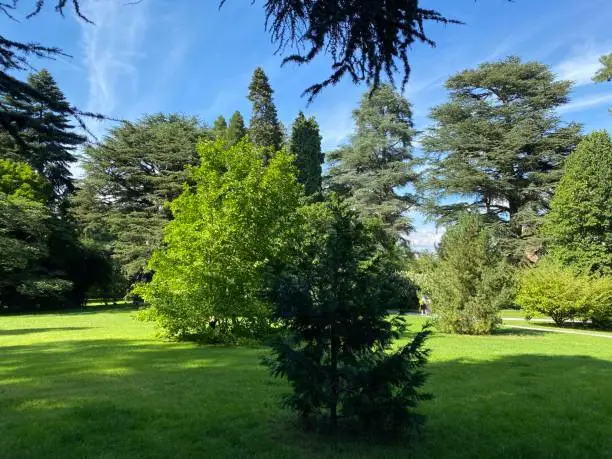 Photo of Landscape of the Park and trees on the island of flowers (Flower Island on the Lake Constance or Die Blumeninsel im Bodensee) - Constance, Germany or Konstanz, Deutschland