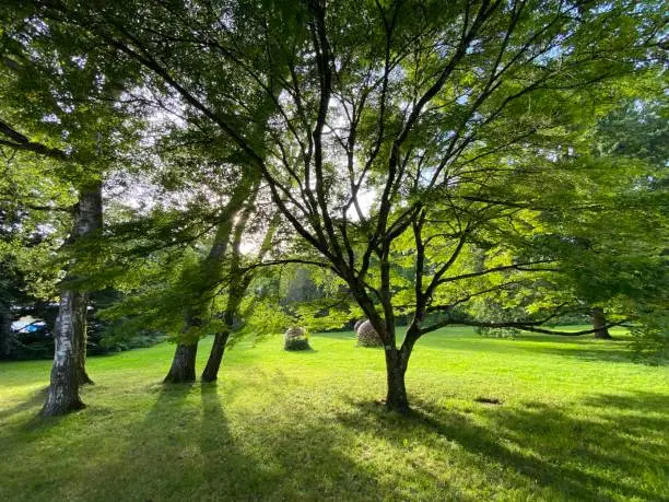 Photo of Landscape of the Park and trees on the island of flowers (Flower Island on the Lake Constance or Die Blumeninsel im Bodensee) - Constance, Germany or Konstanz, Deutschland