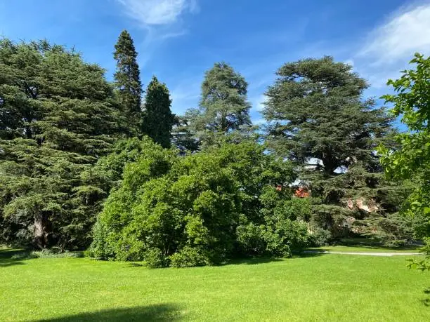 Photo of Landscape of the Park and trees on the island of flowers (Flower Island on the Lake Constance or Die Blumeninsel im Bodensee) - Constance, Germany or Konstanz, Deutschland