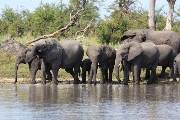 istock Group of elephants drinking water 1293425146