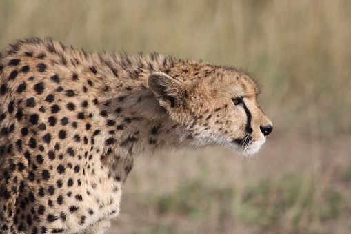 A beautiful portrait of a cheetah in Maasai Mara